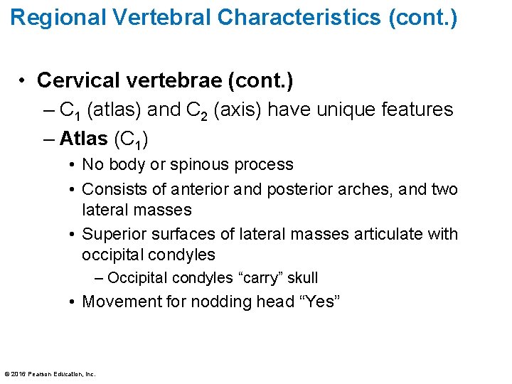 Regional Vertebral Characteristics (cont. ) • Cervical vertebrae (cont. ) – C 1 (atlas)