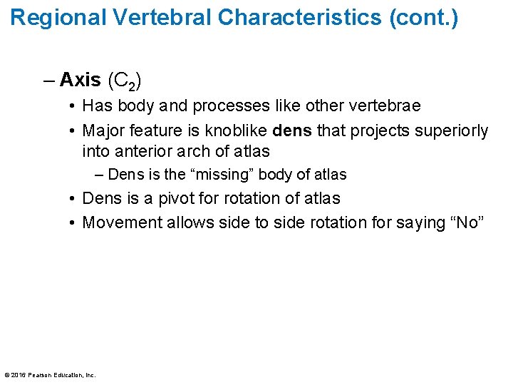 Regional Vertebral Characteristics (cont. ) – Axis (C 2) • Has body and processes