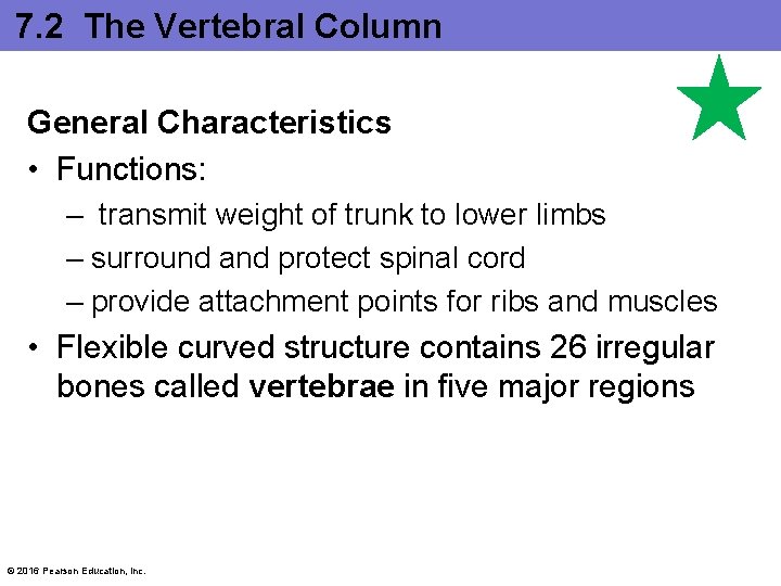 7. 2 The Vertebral Column General Characteristics • Functions: – transmit weight of trunk