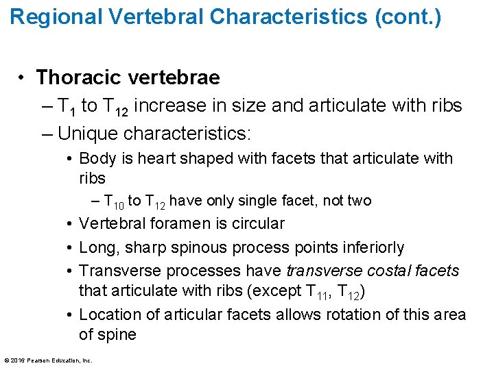 Regional Vertebral Characteristics (cont. ) • Thoracic vertebrae – T 1 to T 12