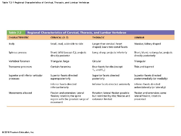 Table 7. 2 -1 Regional Characteristics of Cervical, Thoracic, and Lumbar Vertebrae © 2016
