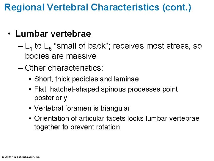 Regional Vertebral Characteristics (cont. ) • Lumbar vertebrae – L 1 to L 5