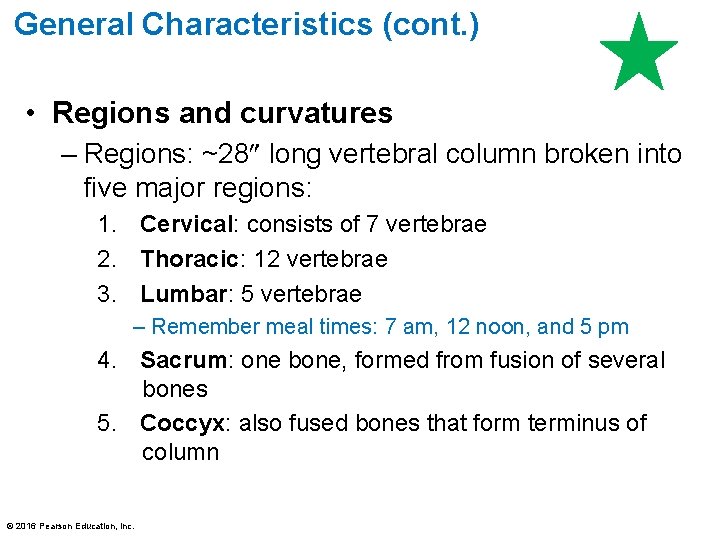 General Characteristics (cont. ) • Regions and curvatures – Regions: ~28 long vertebral column