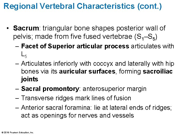 Regional Vertebral Characteristics (cont. ) • Sacrum: triangular bone shapes posterior wall of pelvis;