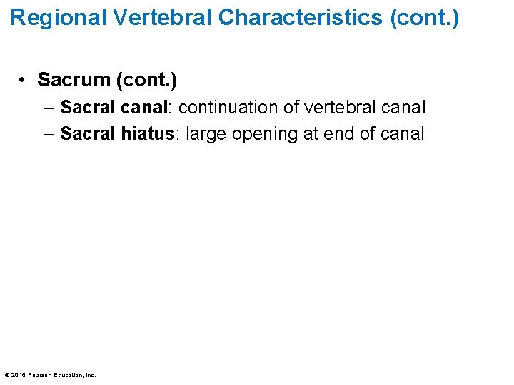 Regional Vertebral Characteristics (cont. ) • Sacrum (cont. ) – Sacral canal: continuation of