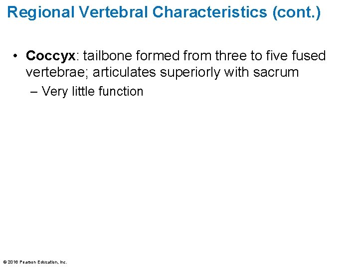 Regional Vertebral Characteristics (cont. ) • Coccyx: tailbone formed from three to five fused