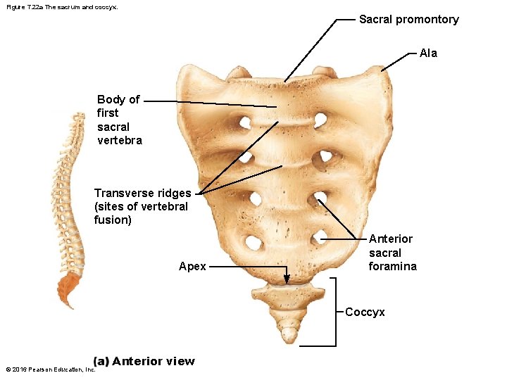 Figure 7. 22 a The sacrum and coccyx. Sacral promontory Ala Body of first