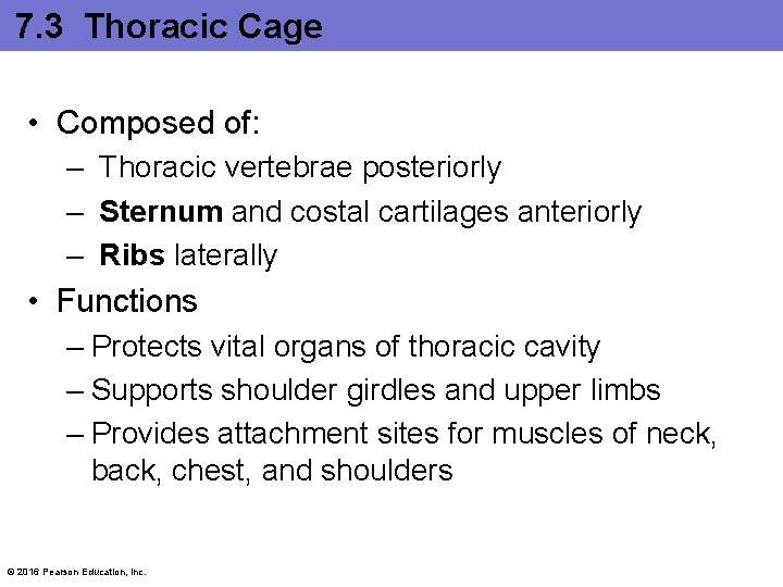 7. 3 Thoracic Cage • Composed of: – Thoracic vertebrae posteriorly – Sternum and