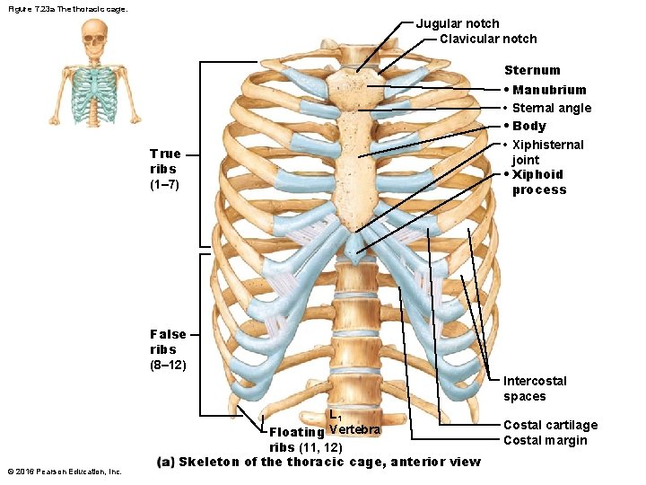 Figure 7. 23 a The thoracic cage. Jugular notch Clavicular notch Sternum True ribs