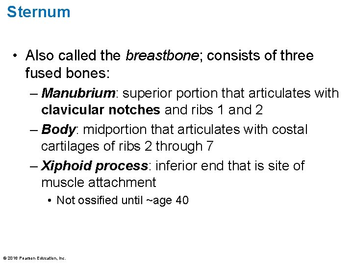 Sternum • Also called the breastbone; consists of three fused bones: – Manubrium: superior