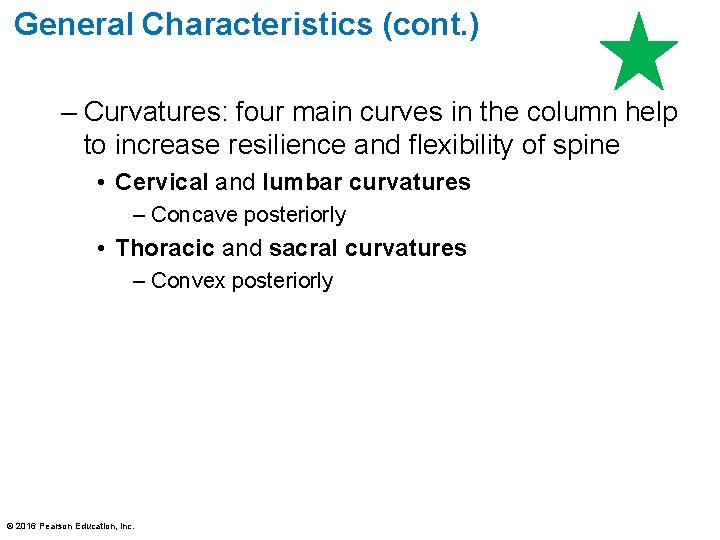 General Characteristics (cont. ) – Curvatures: four main curves in the column help to