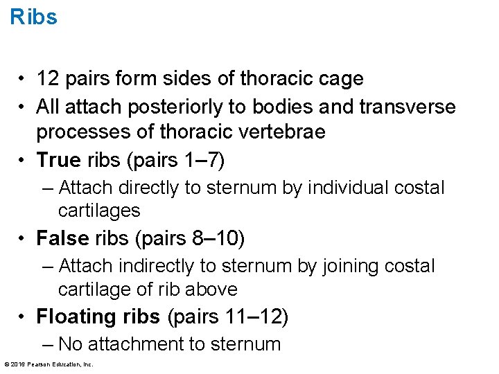 Ribs • 12 pairs form sides of thoracic cage • All attach posteriorly to