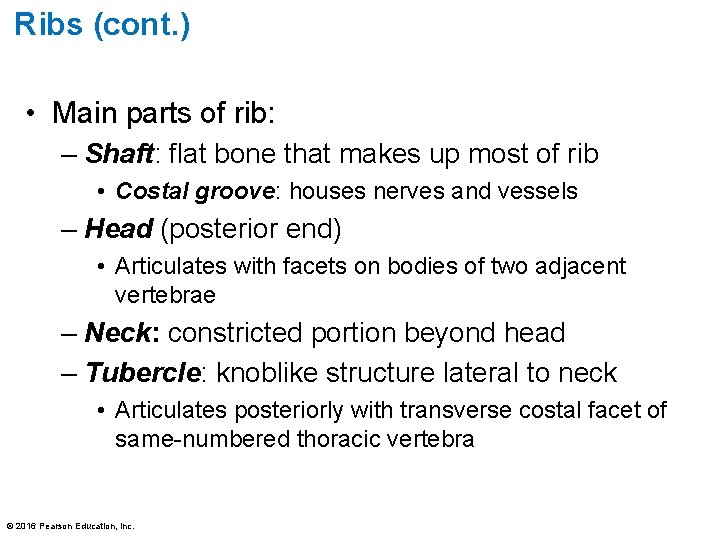 Ribs (cont. ) • Main parts of rib: – Shaft: flat bone that makes