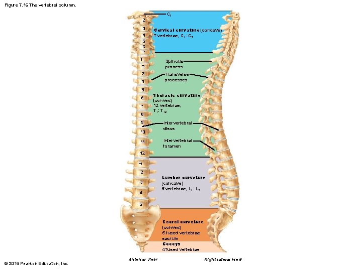 Figure 7. 16 The vertebral column. C 1 2 3 4 5 6 7