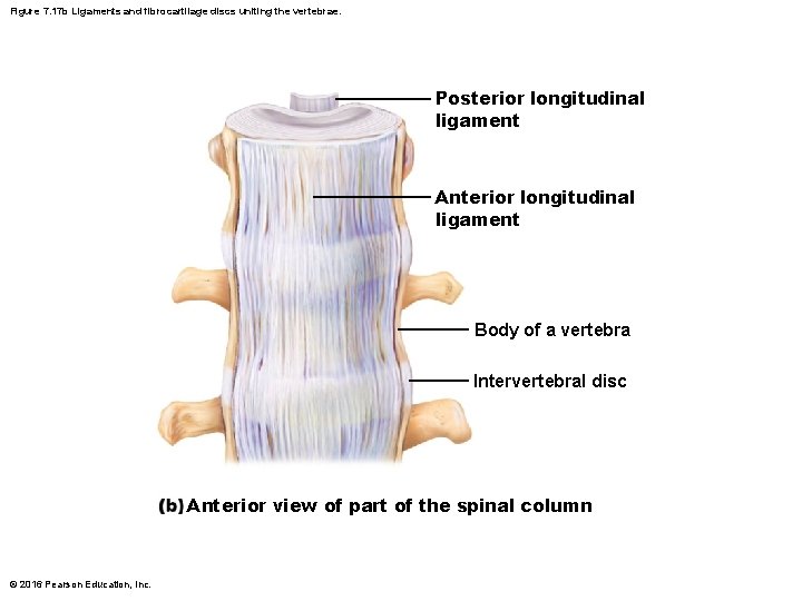 Figure 7. 17 b Ligaments and fibrocartilage discs uniting the vertebrae. Posterior longitudinal ligament