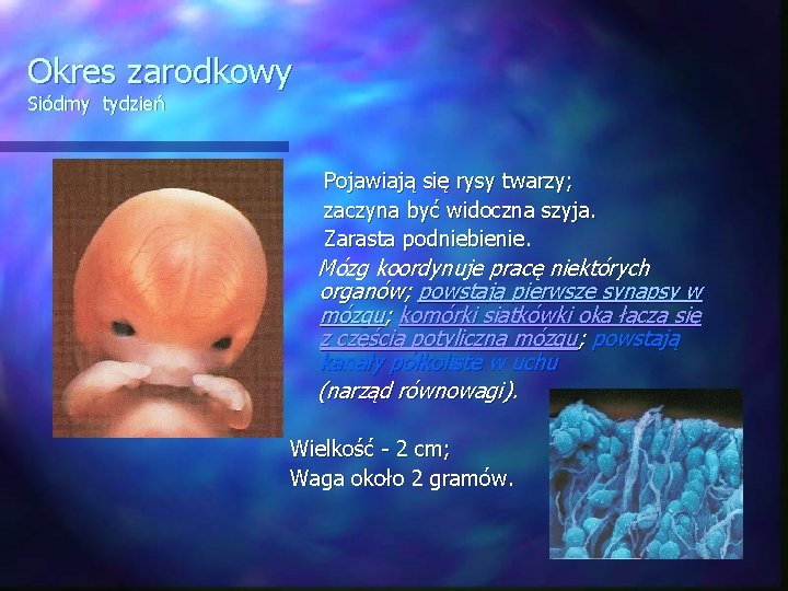 Okres zarodkowy Siódmy tydzień Pojawiają się rysy twarzy; zaczyna być widoczna szyja. Zarasta podniebienie.