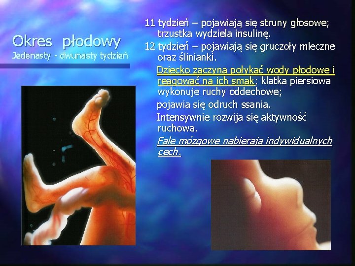 Okres płodowy Jedenasty - dwunasty tydzień 11 tydzień – pojawiają się struny głosowe; trzustka