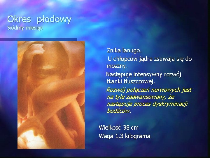 Okres płodowy Siódmy miesiąc Znika lanugo. U chłopców jądra zsuwają się do moszny. Następuje