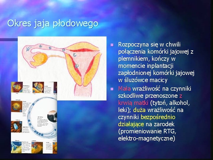 Okres jaja płodowego Rozpoczyna się w chwili połączenia komórki jajowej z plemnikiem, kończy w