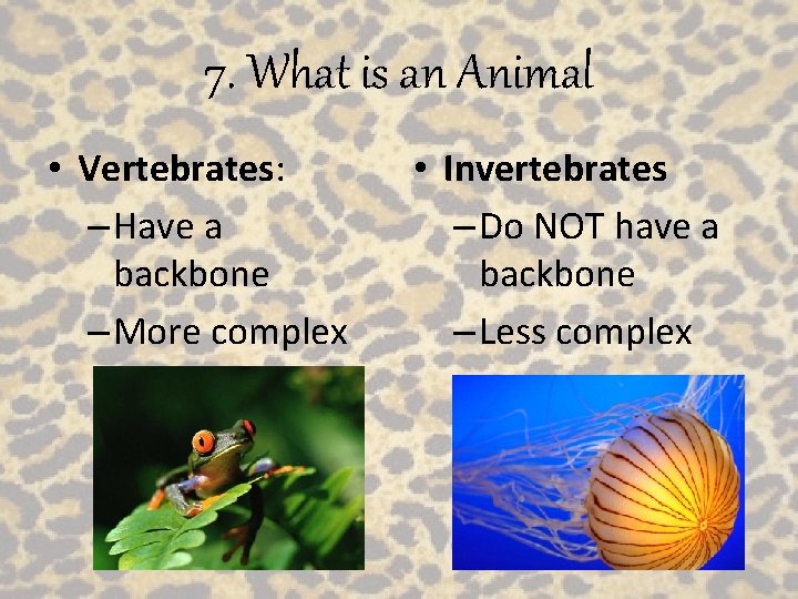 7. What is an Animal • Vertebrates: – Have a backbone – More complex