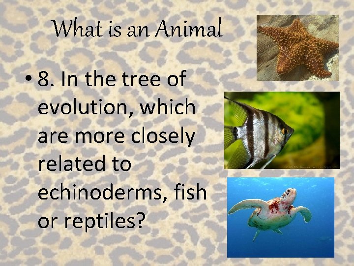 What is an Animal • 8. In the tree of evolution, which are more