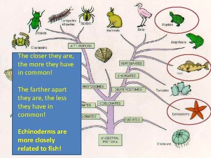 The closer they are, the more they have in common! The farther apart they