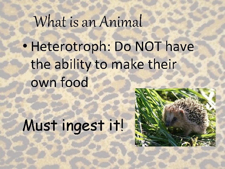 What is an Animal • Heterotroph: Do NOT have the ability to make their