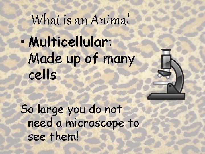 What is an Animal • Multicellular: Made up of many cells So large you