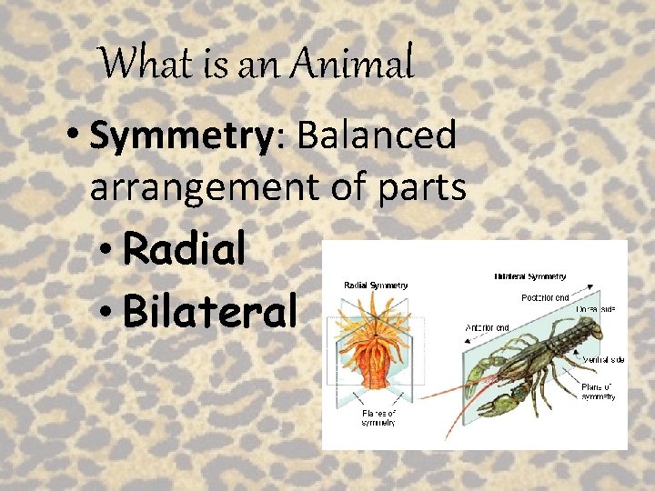 What is an Animal • Symmetry: Balanced arrangement of parts • Radial • Bilateral