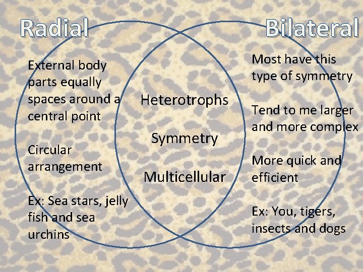 Radial External body parts equally spaces around a central point Circular arrangement Ex: Sea