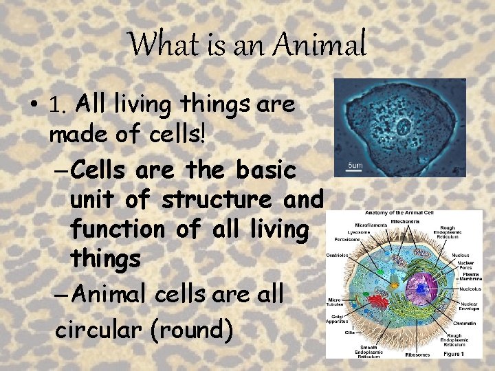 What is an Animal • 1. All living things are made of cells! –