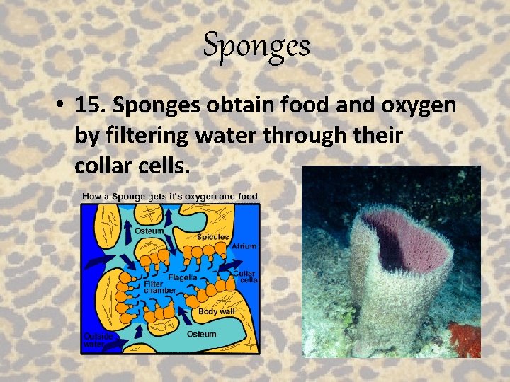 Sponges • 15. Sponges obtain food and oxygen by filtering water through their collar