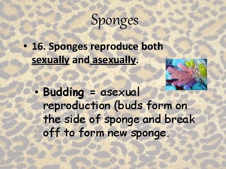 Sponges • 16. Sponges reproduce both sexually and asexually. • Budding = asexual reproduction