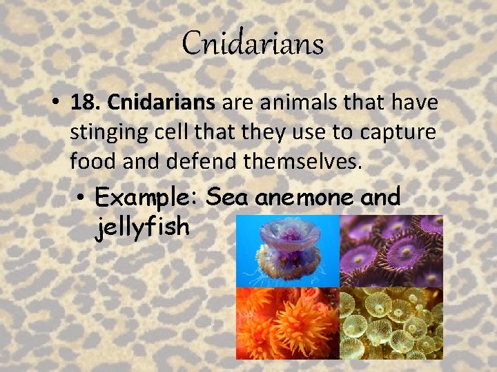 Cnidarians • 18. Cnidarians are animals that have stinging cell that they use to