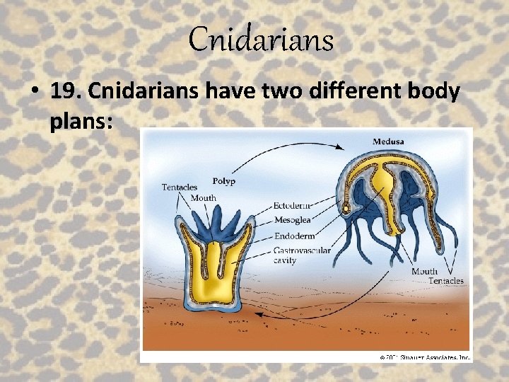 Cnidarians • 19. Cnidarians have two different body plans: 