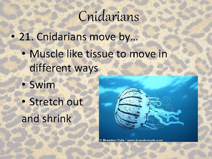 Cnidarians • 21. Cnidarians move by… • Muscle like tissue to move in different