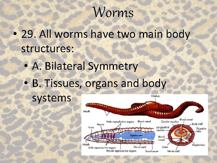 Worms • 29. All worms have two main body structures: • A. Bilateral Symmetry