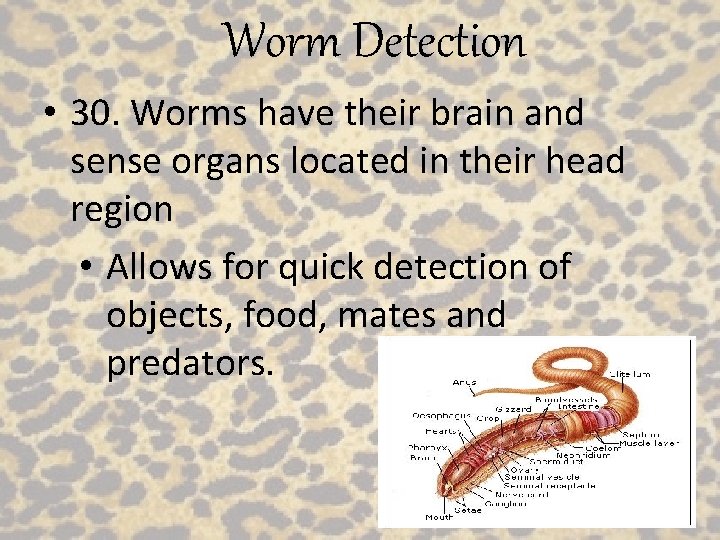 Worm Detection • 30. Worms have their brain and sense organs located in their