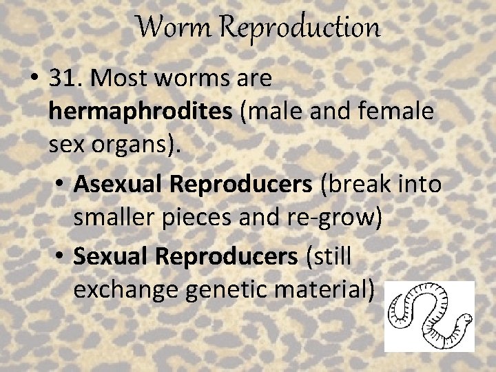 Worm Reproduction • 31. Most worms are hermaphrodites (male and female sex organs). •