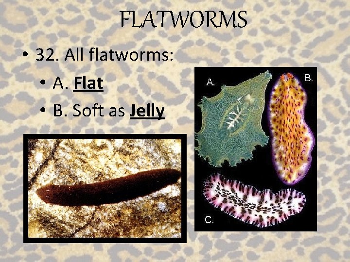 FLATWORMS • 32. All flatworms: • A. Flat • B. Soft as Jelly 