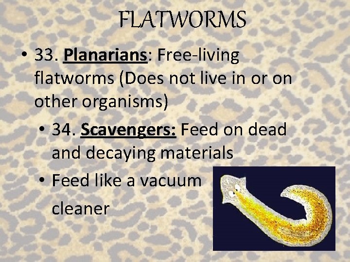 FLATWORMS • 33. Planarians: Free-living flatworms (Does not live in or on other organisms)
