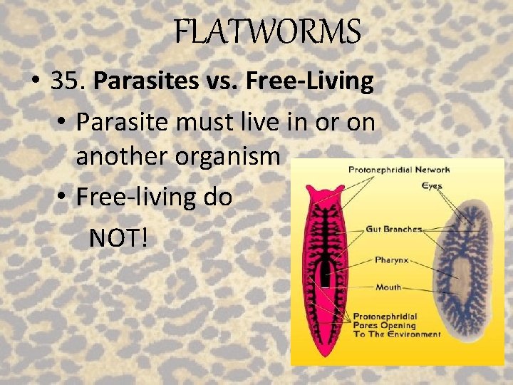 FLATWORMS • 35. Parasites vs. Free-Living • Parasite must live in or on another
