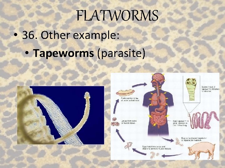 FLATWORMS • 36. Other example: • Tapeworms (parasite) 