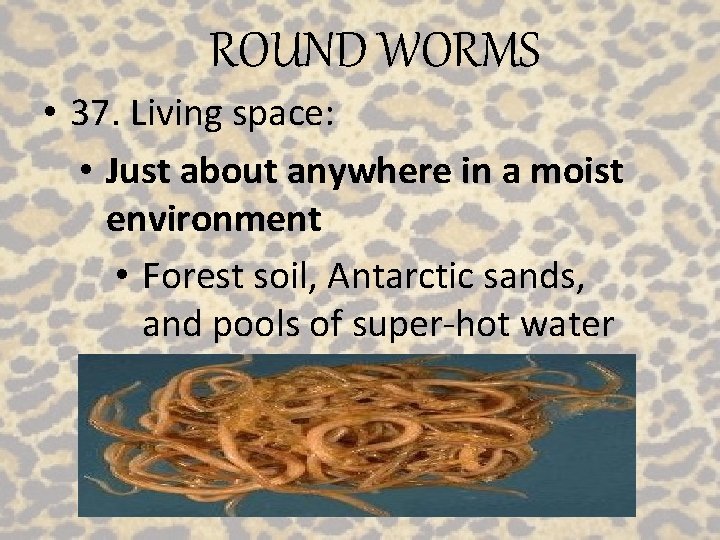 ROUND WORMS • 37. Living space: • Just about anywhere in a moist environment