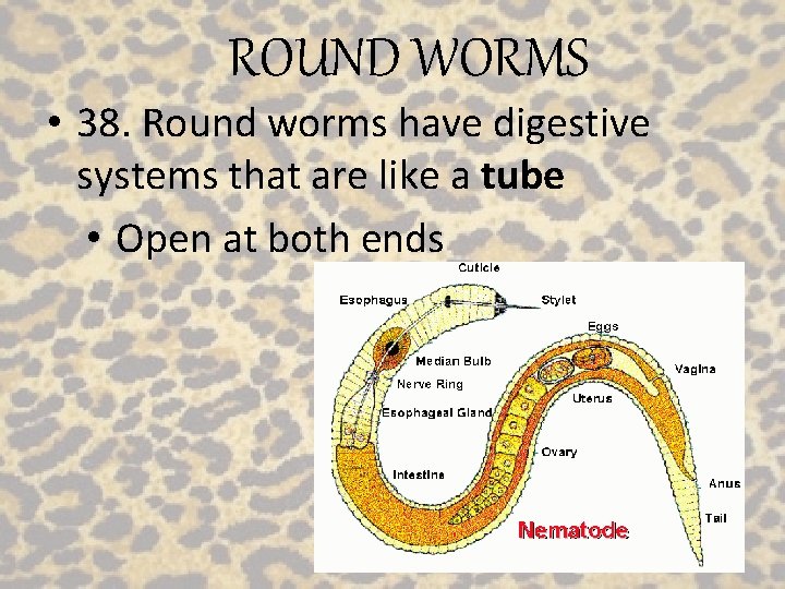 ROUND WORMS • 38. Round worms have digestive systems that are like a tube