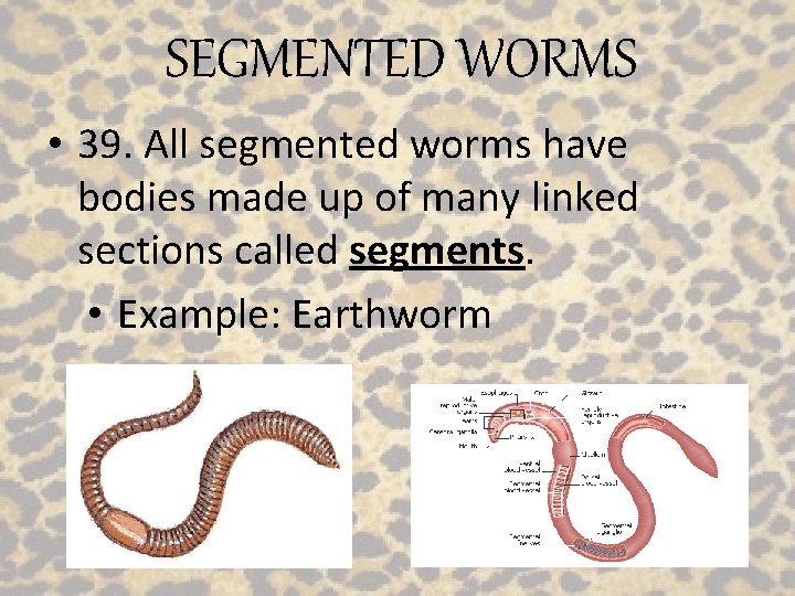 SEGMENTED WORMS • 39. All segmented worms have bodies made up of many linked