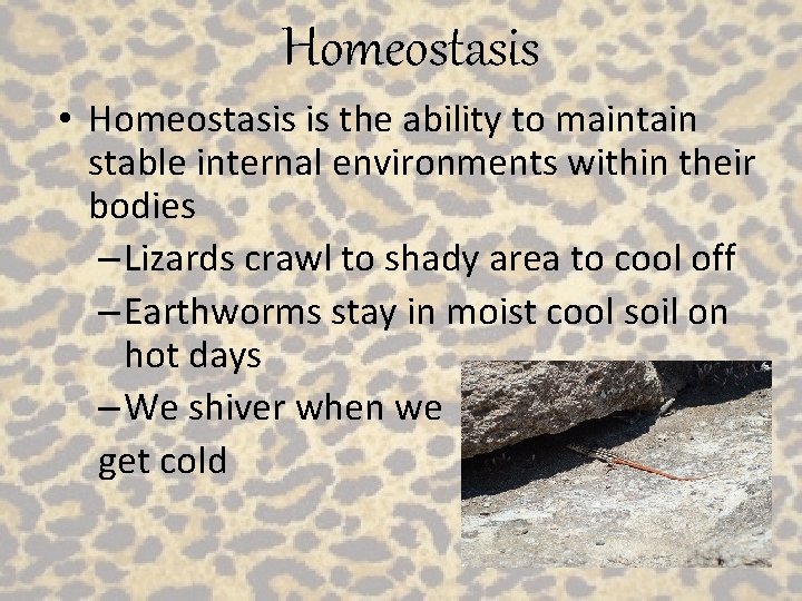 Homeostasis • Homeostasis is the ability to maintain stable internal environments within their bodies
