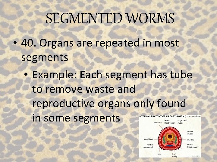 SEGMENTED WORMS • 40. Organs are repeated in most segments • Example: Each segment