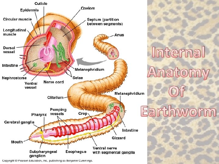 Internal Anatomy Of Earthworm 