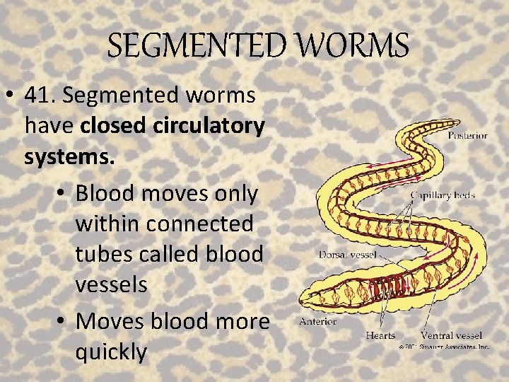 SEGMENTED WORMS • 41. Segmented worms have closed circulatory systems. • Blood moves only